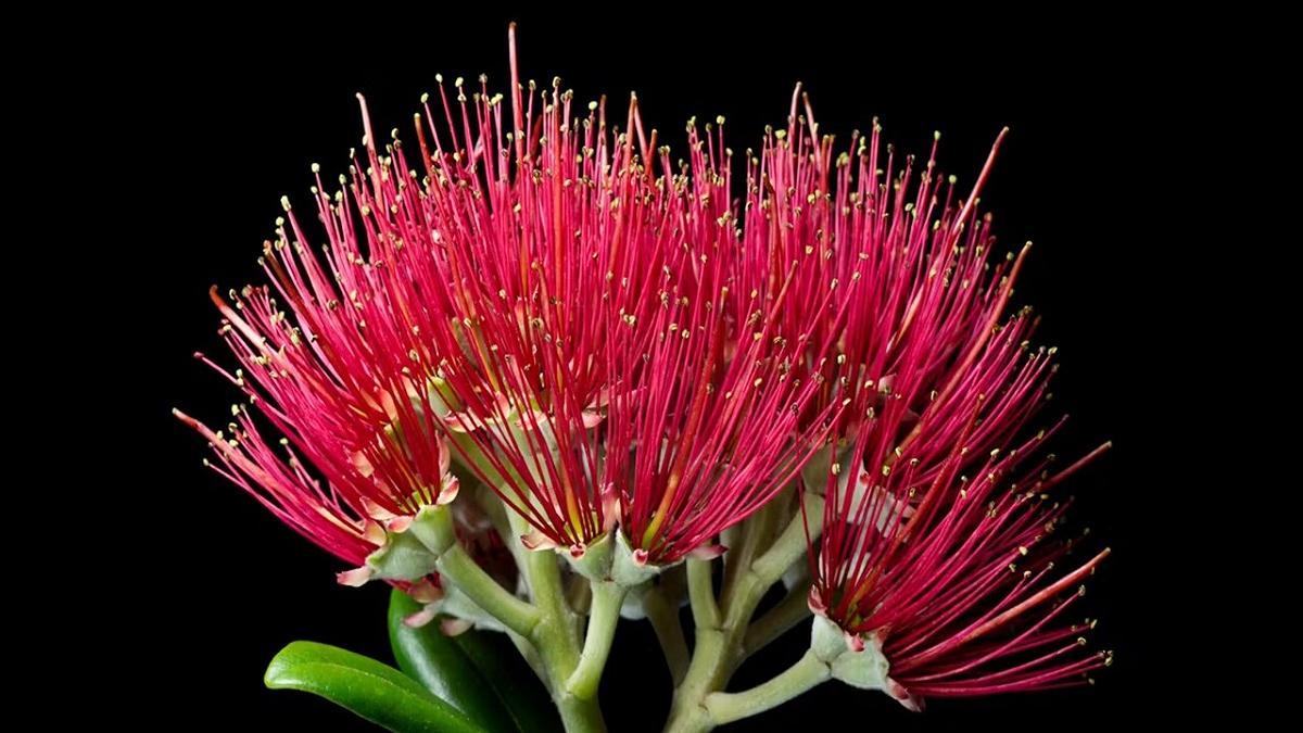 Un Natale in piena fioritura: la sorprendente biodiversità delle piante neozelandesi