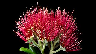 Un Natale in piena fioritura: la sorprendente biodiversità delle piante neozelandesi