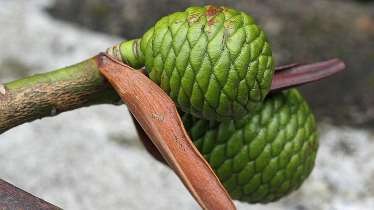 Motivi a piastrellatura in natura: la nuova mappa dei 100 pattern che ispireranno il design del futuro