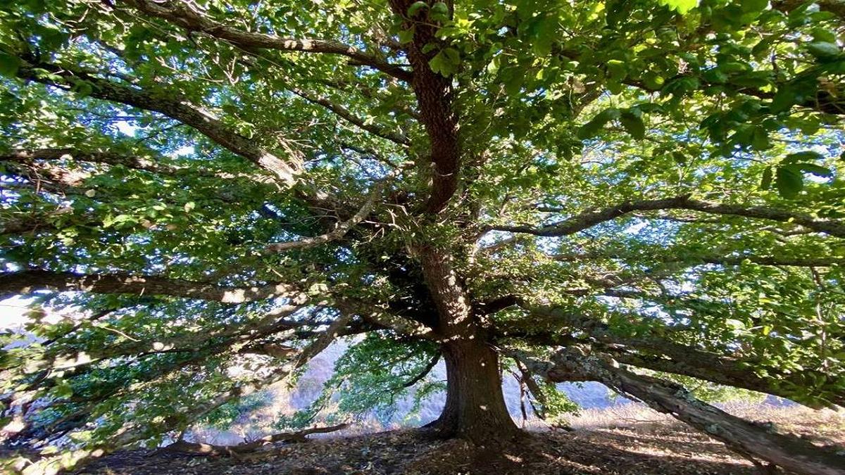 Specie endemiche sotto pressione: nuovi modelli mostrano il futuro della quercia algerina