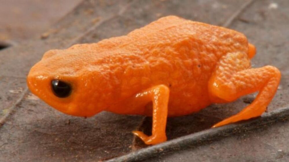 rana arancione del Brasile