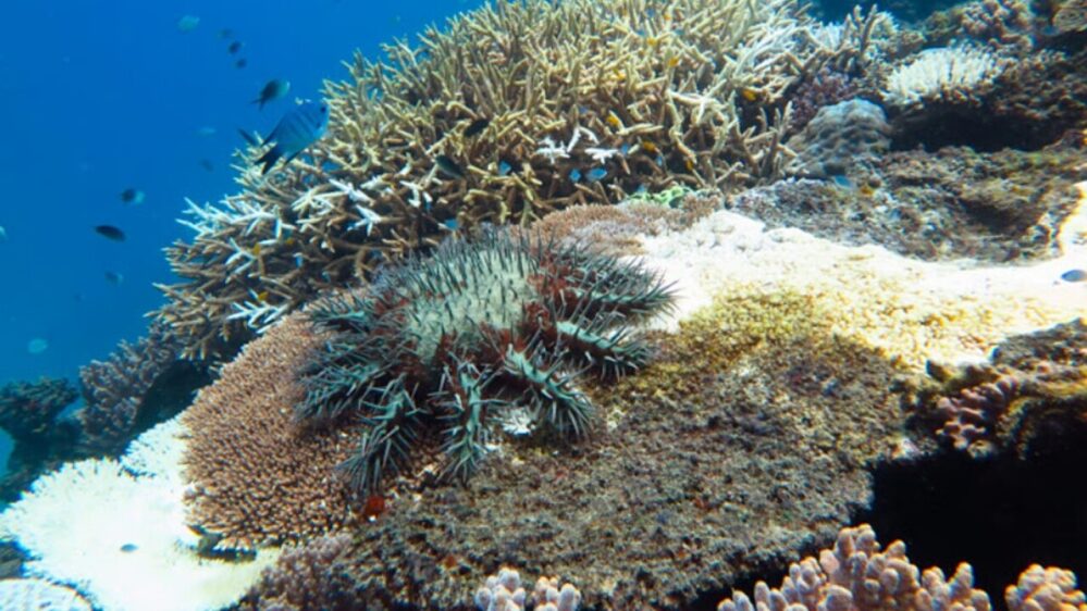 stella marina nella Grande Barriera Corallina