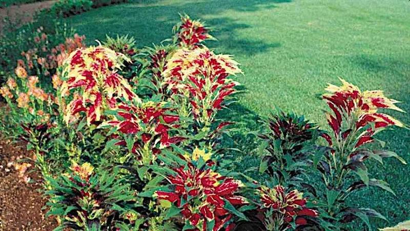 tunica di San Giuseppe, una pianta medicinale tradizionale brasiliana