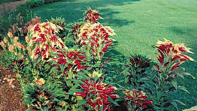 tunica di San Giuseppe, una pianta medicinale tradizionale brasiliana