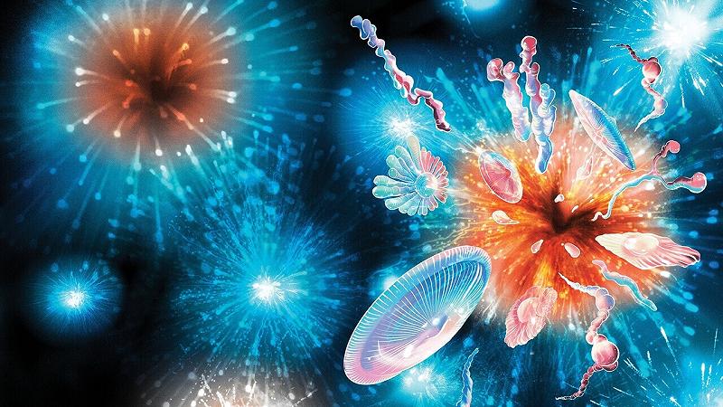 vita cellulare complessa e nucleata