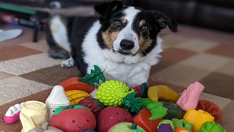 Bryn, un Border Collie maschio di 11 anni del Regno Unito, che conosce i nomi di circa 100 giocattoli