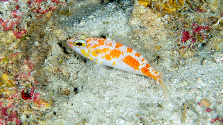 La California Academy of Sciences cataloga 72 nuove specie
