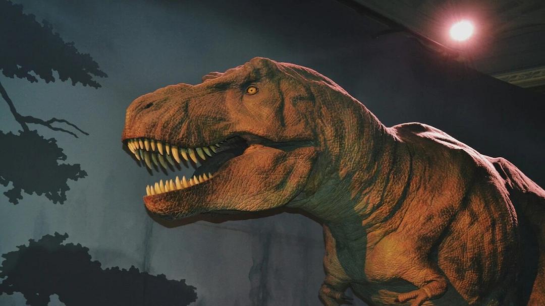 T‑rex, nuove analisi delle ossa: la curva di crescita è molto diversa dal previsto