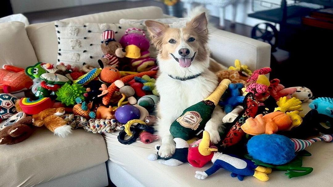 Cani super intelligenti: uno studio rivela come apprendono nuovi nomi senza addestramento