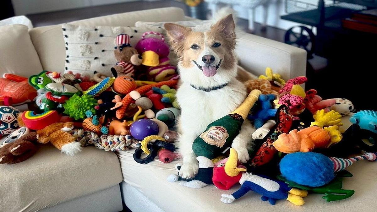 Cani super intelligenti: uno studio rivela come apprendono nuovi nomi senza addestramento