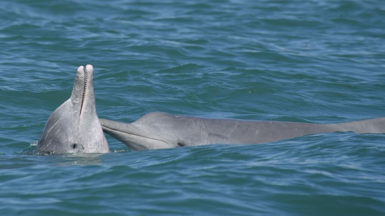 Mammiferi marini: perché le loro reti sociali influenzano la diffusione delle malattie