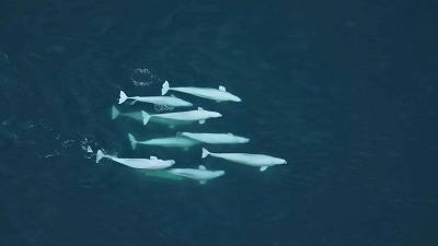 Balene beluga dell’Alaska: il DNA racconta una storia sociale complessa