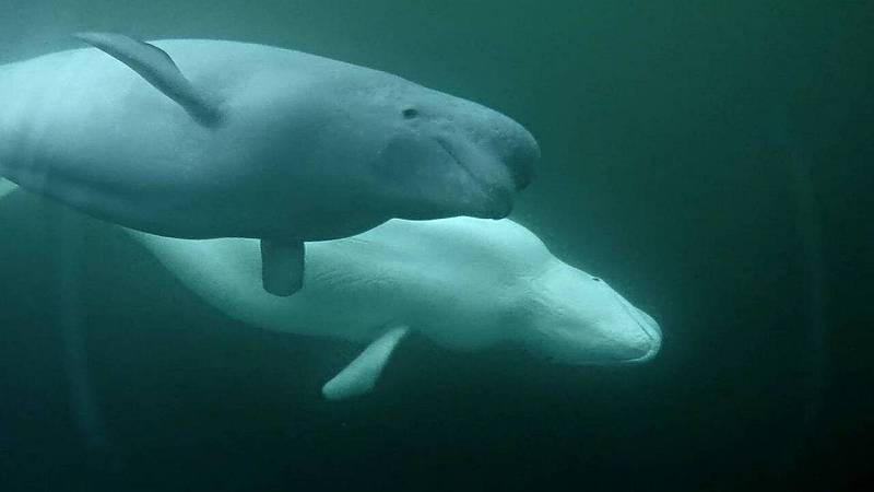 balene beluga dell'Alaska