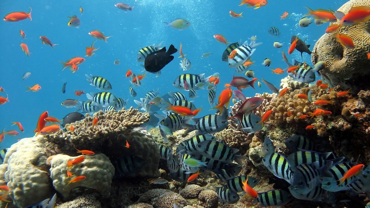 Sostenibilità in Kenya: l’UNCDF finanzia iniziative per ecosistemi marini più resilienti