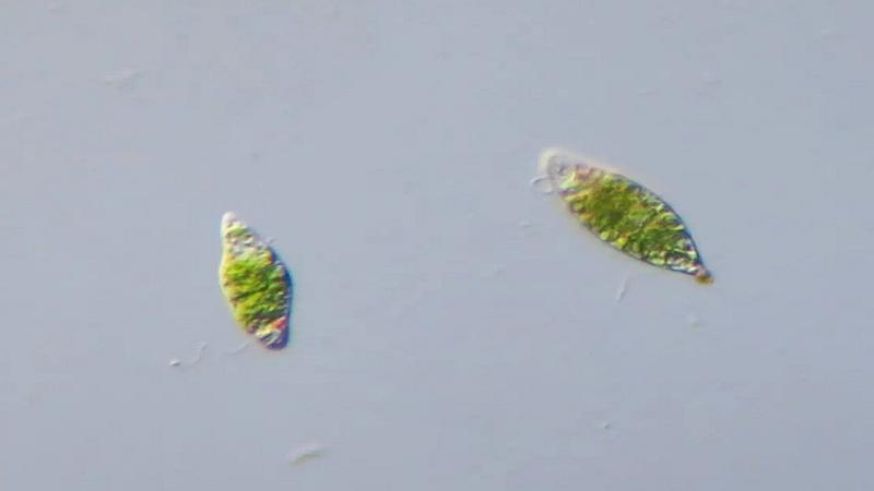 euglena vista al microscopio