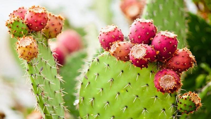 frutti di fico d'india che crescono su un cactus verde