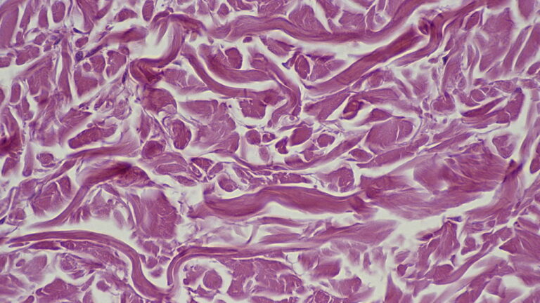 Nuove frontiere dell’età: trovati i fattori che spingono le cellule a ringiovanire