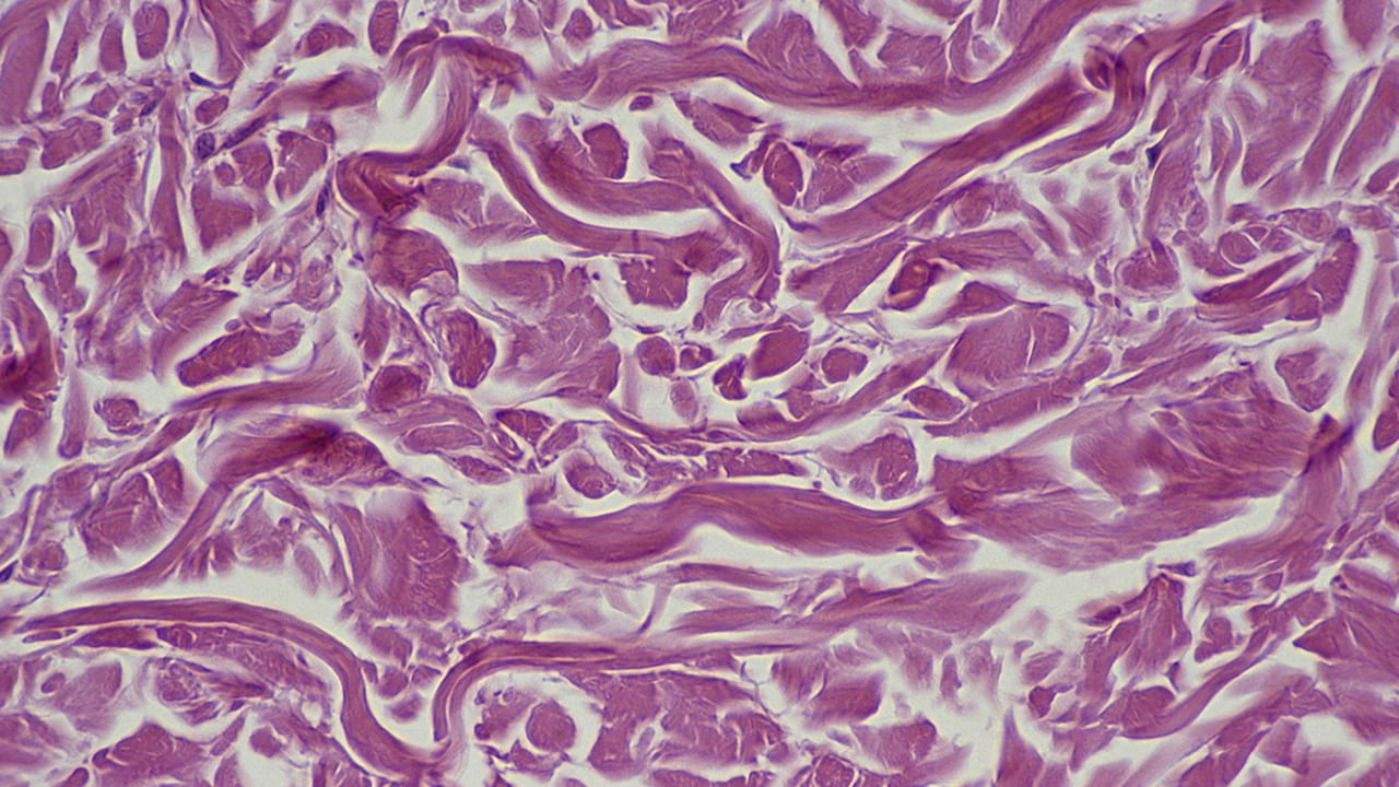 Nuove frontiere dell’età: trovati i fattori che spingono le cellule a ringiovanire