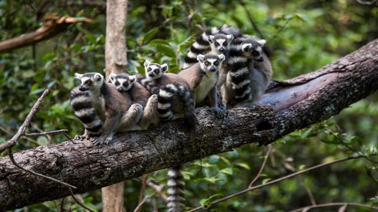 Longevità nei mammiferi: un compromesso evolutivo sta emergendo ora