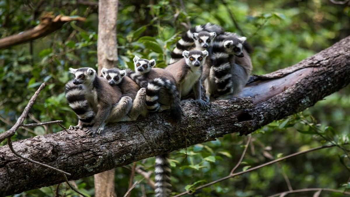 Longevità nei mammiferi: un compromesso evolutivo sta emergendo ora