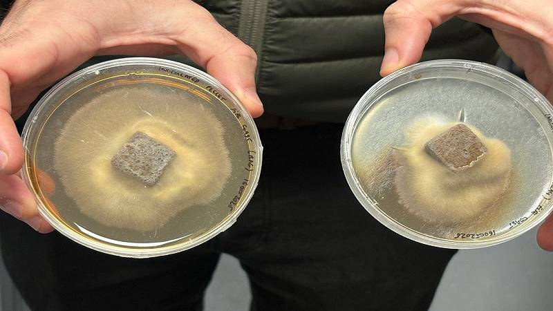 i piccoli pellet grigi rettangolari sono progettati per potenziare i progetti di piantagione di alberi in terreni in cui potrebbero mancare funghi vitali