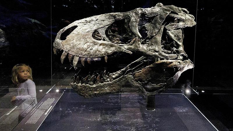 il T-rex ha impiegato 40 anni per raggiungere le sue dimensioni massime