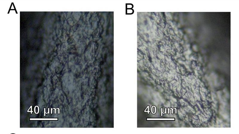 il filamento a base di carbonio prima e dopo l'accensione per 20 secondi