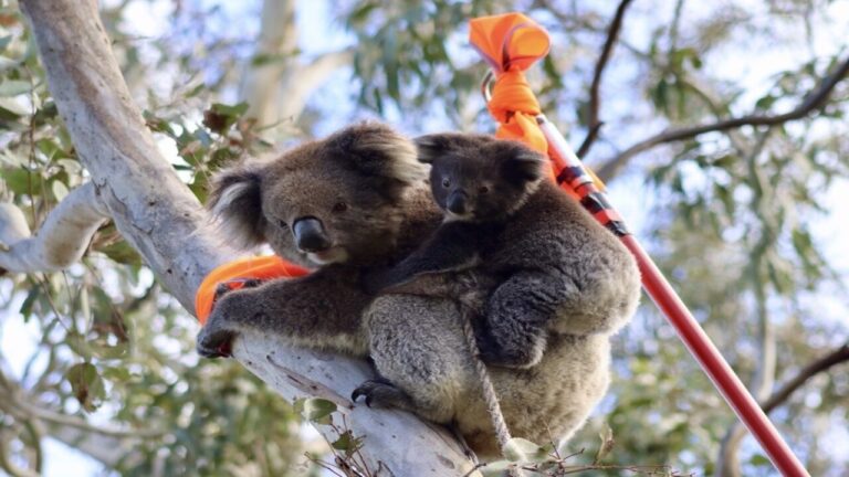 Crisi silenziosa tra i koala: cosa rivela il nuovo studio sulla loro sopravvivenza