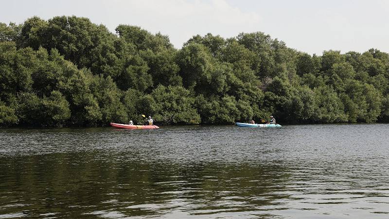 la maggior parte delle foreste di mangrovie del Golfo Persico sono ora aree protette e sono diventate mete turistiche molto gettonate