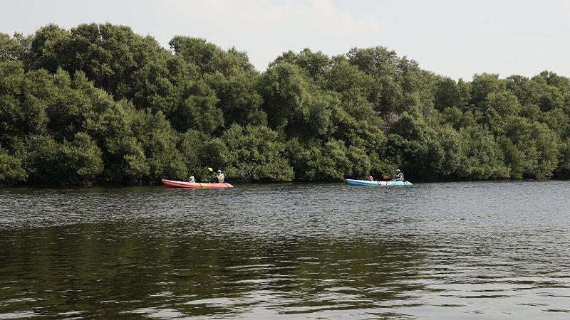 la maggior parte delle foreste di mangrovie del Golfo Persico sono ora aree protette e sono diventate mete turistiche molto gettonate