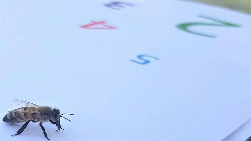 le api hanno dimostrato di essere in grado di apprendere semplici calcoli aritmetici e di eseguire altre imprese numeriche