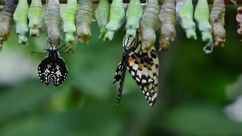 le farfalle potrebbero ricordare le cose che hanno imparato quando erano bruchi