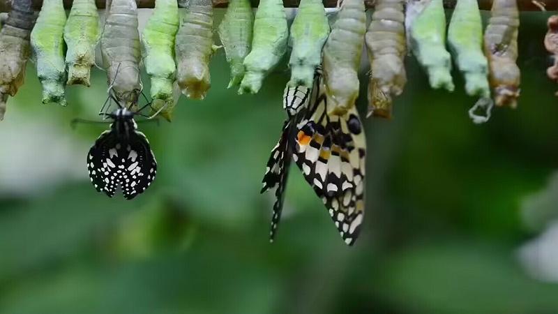 le farfalle potrebbero ricordare le cose che hanno imparato quando erano bruchi