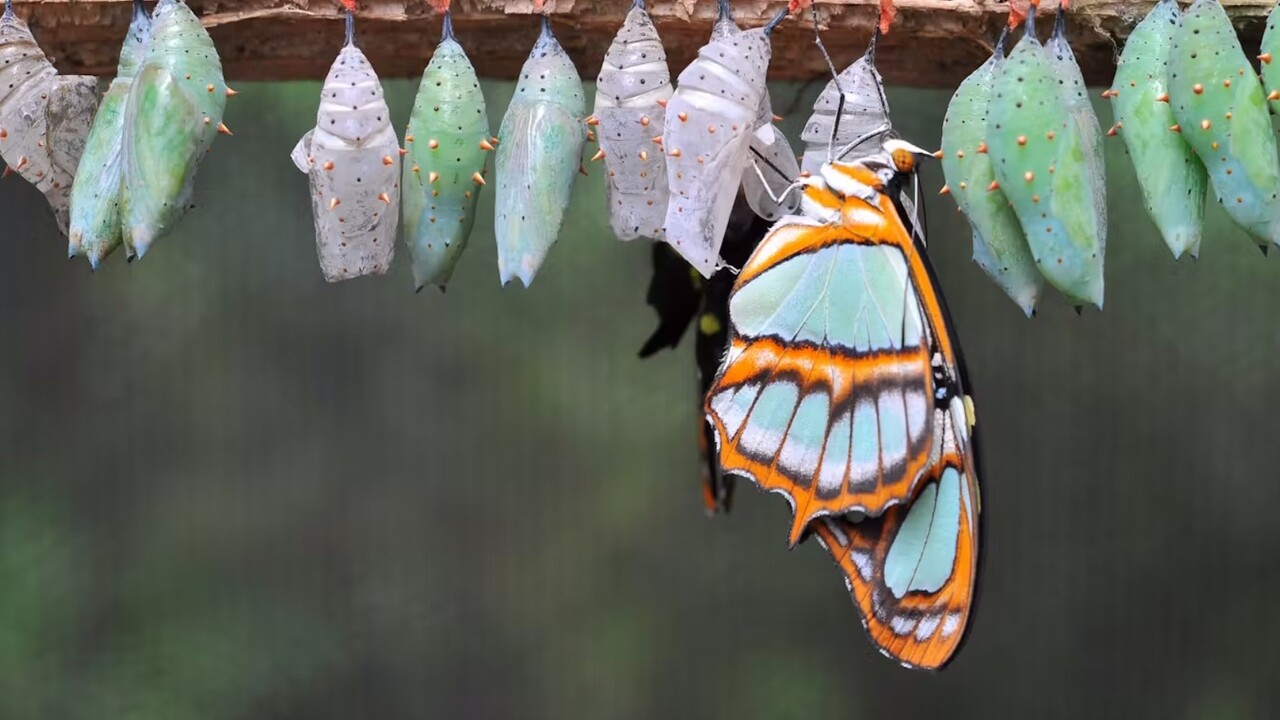 le farfalle ricordano il loro passato da bruchi