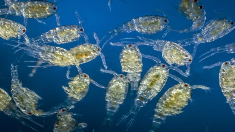Dalle alghe ai pesci: come lo zooplancton regola la vita nei corsi d’acqua