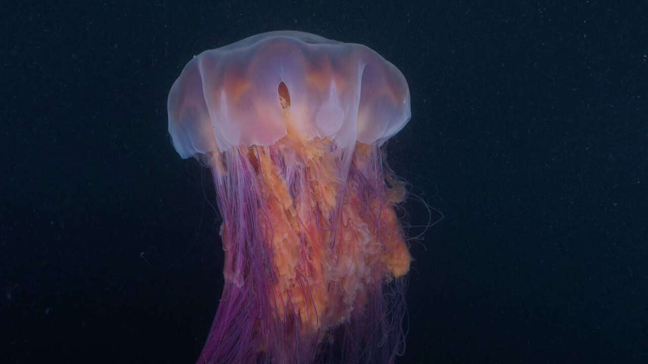 medusa criniera di leone