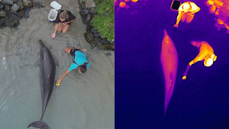 monitoraggio tramite droni per la salute dei delfini