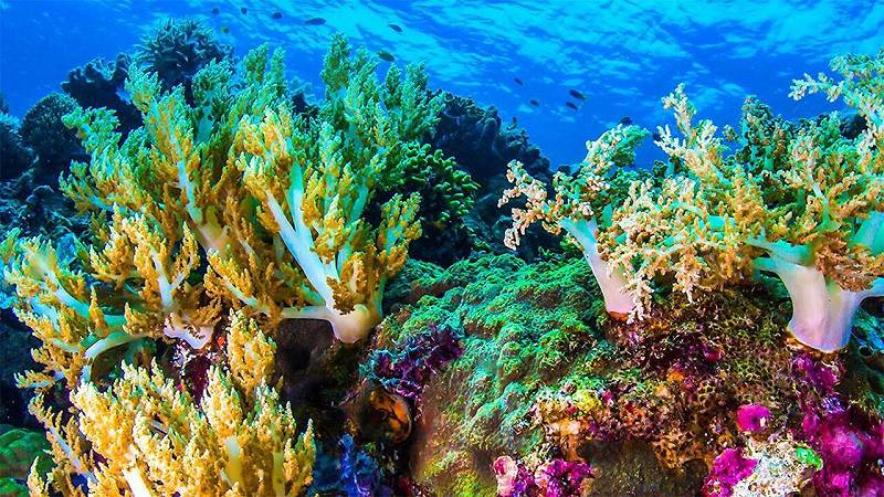 nuovi investimenti per le barriere coralline in Kenya