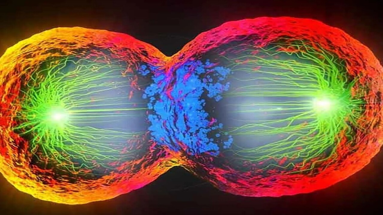 Nuovo ritmo nella divisione cellulare: rivelato un meccanismo che sfida il modello classico