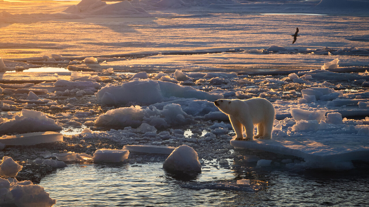 Orsi polari alle Svalbard: uno studio rivela un trend sorprendente nonostante il ghiaccio in calo