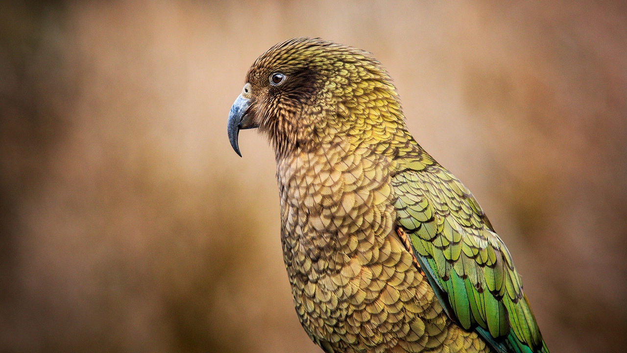 La gioia in natura: studi innovativi mostrano come gli animali esprimono emozioni positive