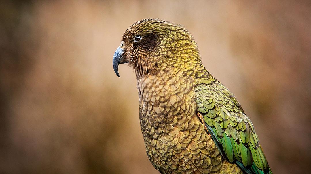 La gioia in natura: studi innovativi mostrano come gli animali esprimono emozioni positive