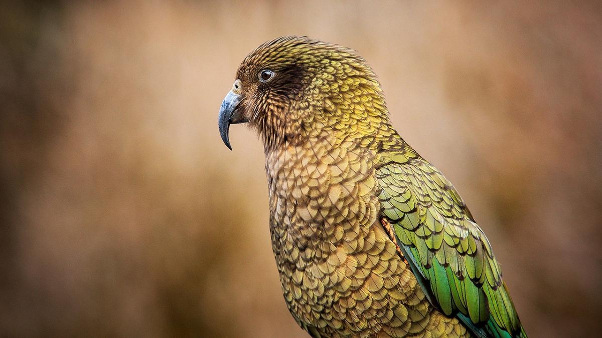 La gioia in natura: studi innovativi mostrano come gli animali esprimono emozioni positive