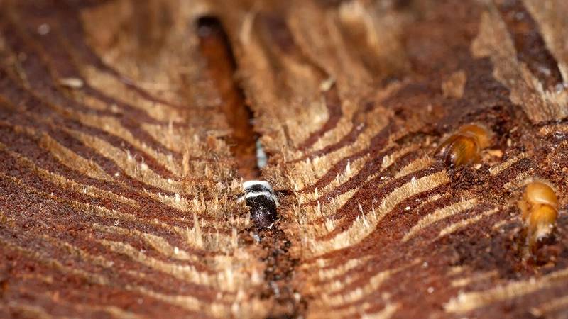 scolitidi adulti nelle loro gallerie nella corteccia di un abete rosso
