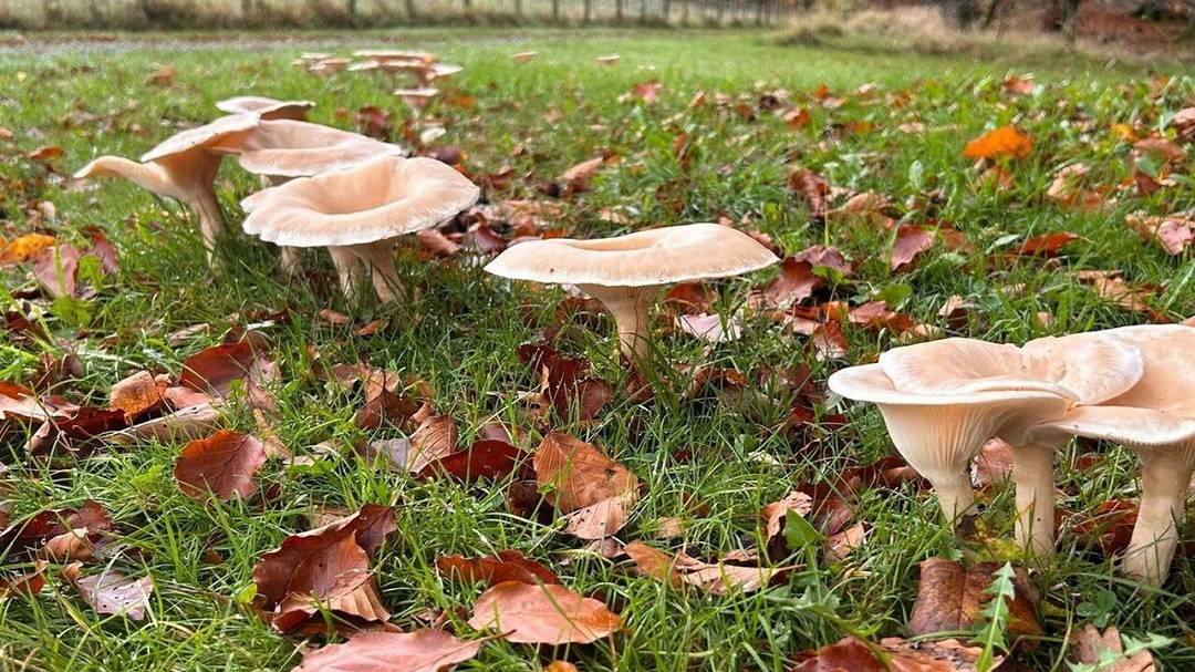 I funghi potenziano la crescita degli alberi in tutto il mondo