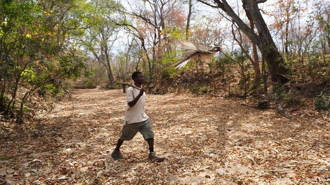 Dialetti del Mozambico: la ricerca svela un linguaggio condiviso tra uomo e fauna selvatica