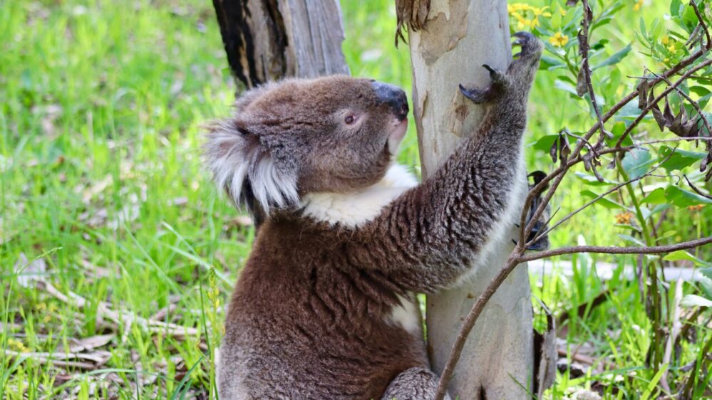 studio sui koala