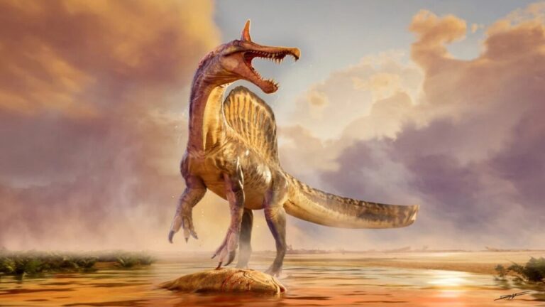 Spinosaurus mirabilis, il dinosauro scoperto nel Sahara dopo 95 milioni di anni