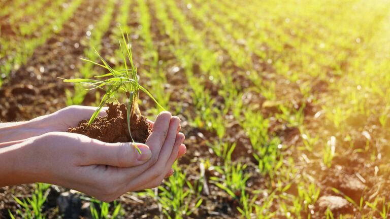 Nasce il biochar che accelera la degradazione degli inquinanti