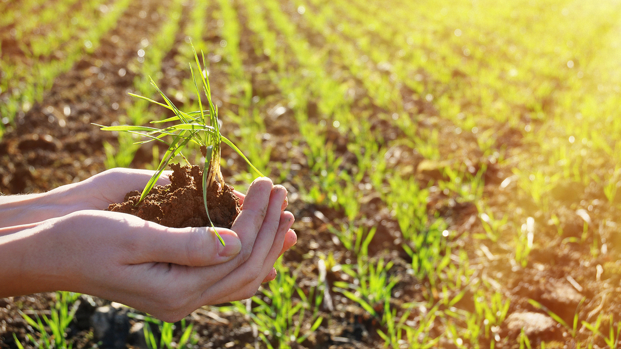 Nasce il biochar che accelera la degradazione degli inquinanti